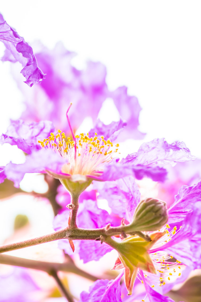 CLOSE-UP OF PURPLE FLOWERING PLANTS