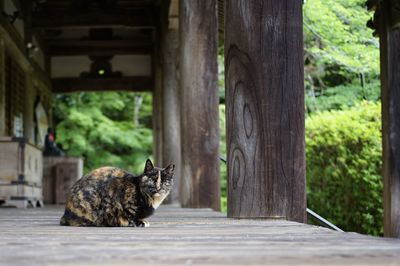 Portrait of a cat