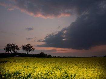 Scenic view of field against sky during sunset