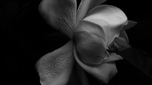 Close-up of rose over black background