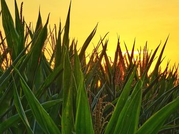 Close-up of crops growing on field against sky during sunset