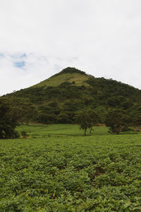 Scenic view of field and mountains against sky