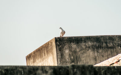 Low angle view of bird on wall against clear sky