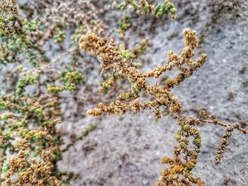 Close-up of dried plant on field