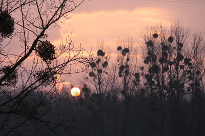 Low angle view of bare trees against sky at sunset