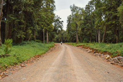 Rear view of a hiker on a dirt road in the forest at mount kenya national park, kenya