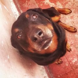 Close-up portrait of a dog