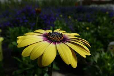Close-up of yellow flower