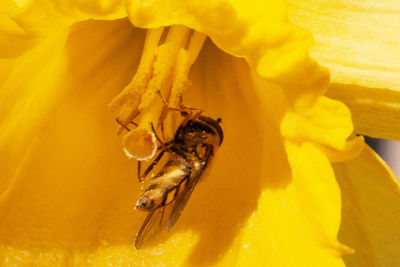 High angle view of man standing on yellow flower