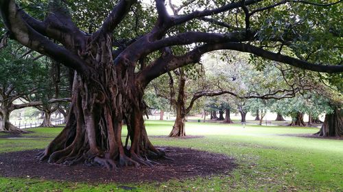 Trees in park