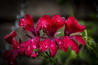 Close-up of wet red flowers on rainy day