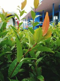 Close-up of fresh green plant