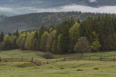 Spring mountain view of the foggy forest, in bucovina