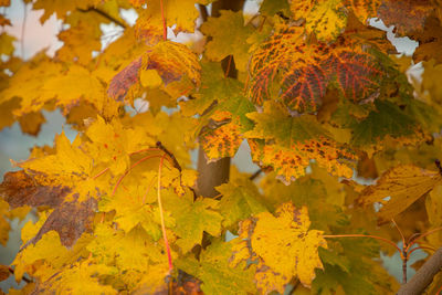 Close-up of yellow maple leaves on plant during autumn