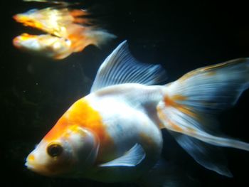 Close-up of fish swimming in sea