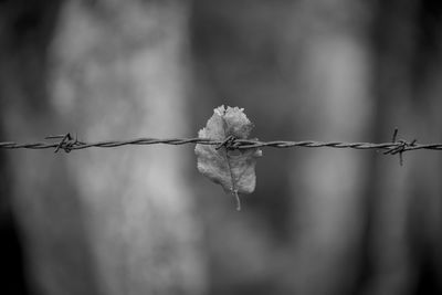 Close-up of barbed wire on fence