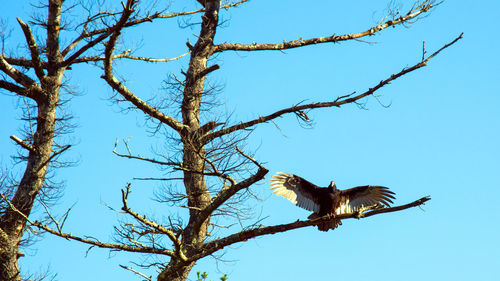 Low angle view of eagle flying against clear sky