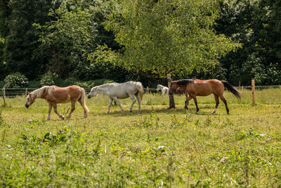 Horses grazing in a field