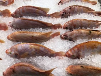 High angle view of fish for sale in market