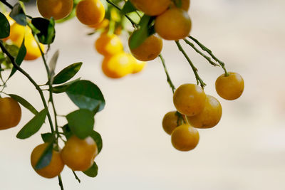 Close-up of fruits growing on tree