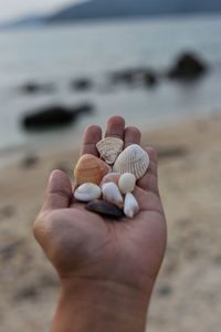 Close-up of person hand holding seashell at beach