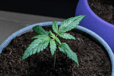 High angle view of potted plant