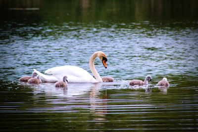Mute swan with cygnets on lake 
