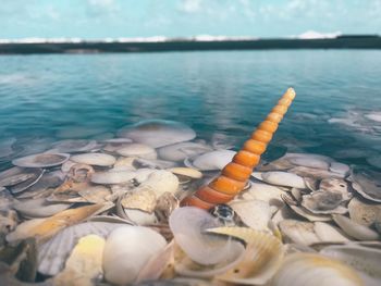 Close-up of seashells on beach against sky