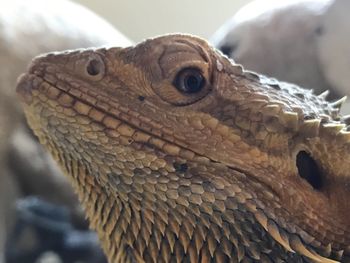 Close-up of lizard