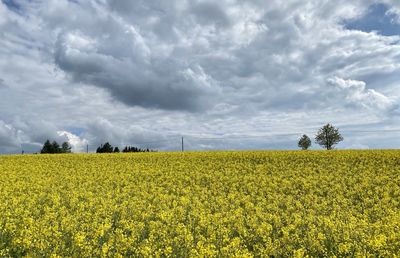 Fields of gold