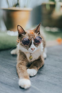 Close-up portrait of cat