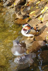 High angle view of ducks swimming on lake