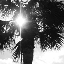 Low angle view of palm tree against sky