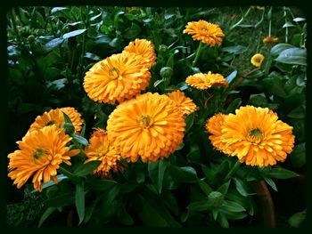 Close-up of yellow flower