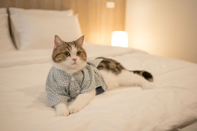 Cat sitting on bed at home