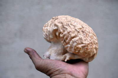Calvatia craniiformis or brain mushroom on palm of men hand
