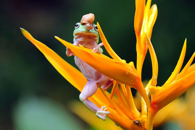 Close-up of insect on yellow flower