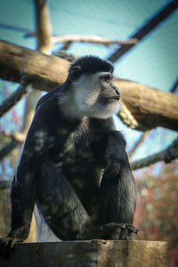 Close-up of monkey sitting in zoo