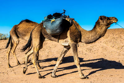 Close-up of a horse on sand