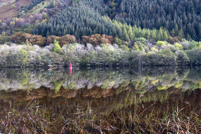 Scenic view of lake in forest