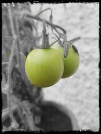 Close-up of fruits hanging on tree