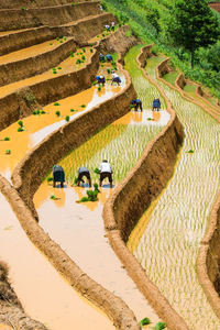 High angle view of farmers working on terraced field