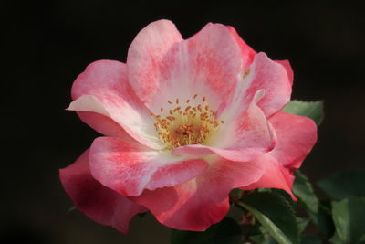 Close-up of pink flower blooming against black background