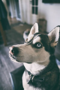 Close-up of dog looking away