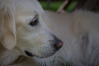 Close-up of a dog looking away