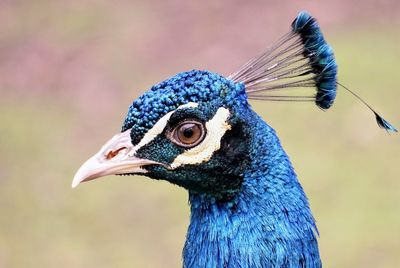 Close-up of a bird looking away