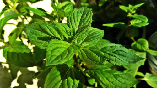 Close-up of green leaves