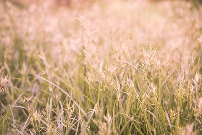 Close-up of wheat field