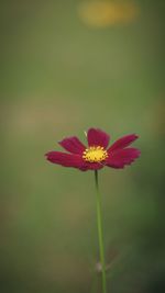 Close-up of pink flower