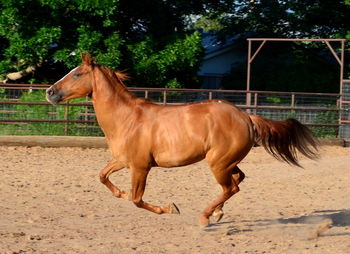 Horse running on field against fence